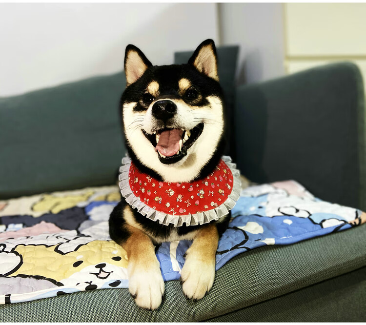 新品手工制作围巾pm宠物系列柴犬花边围巾狗狗夏季围嘴手工制作卡通