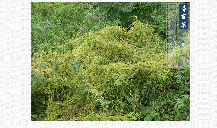 菟丝子茶小菟丝子中药材吐丝率高兔丝子药材500g