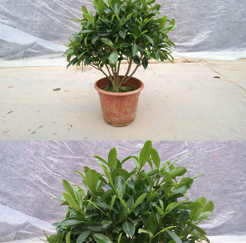 非洲茉莉室內客廳大型綠植花卉盆栽植物四季常青非洲茉莉7080cm左右不