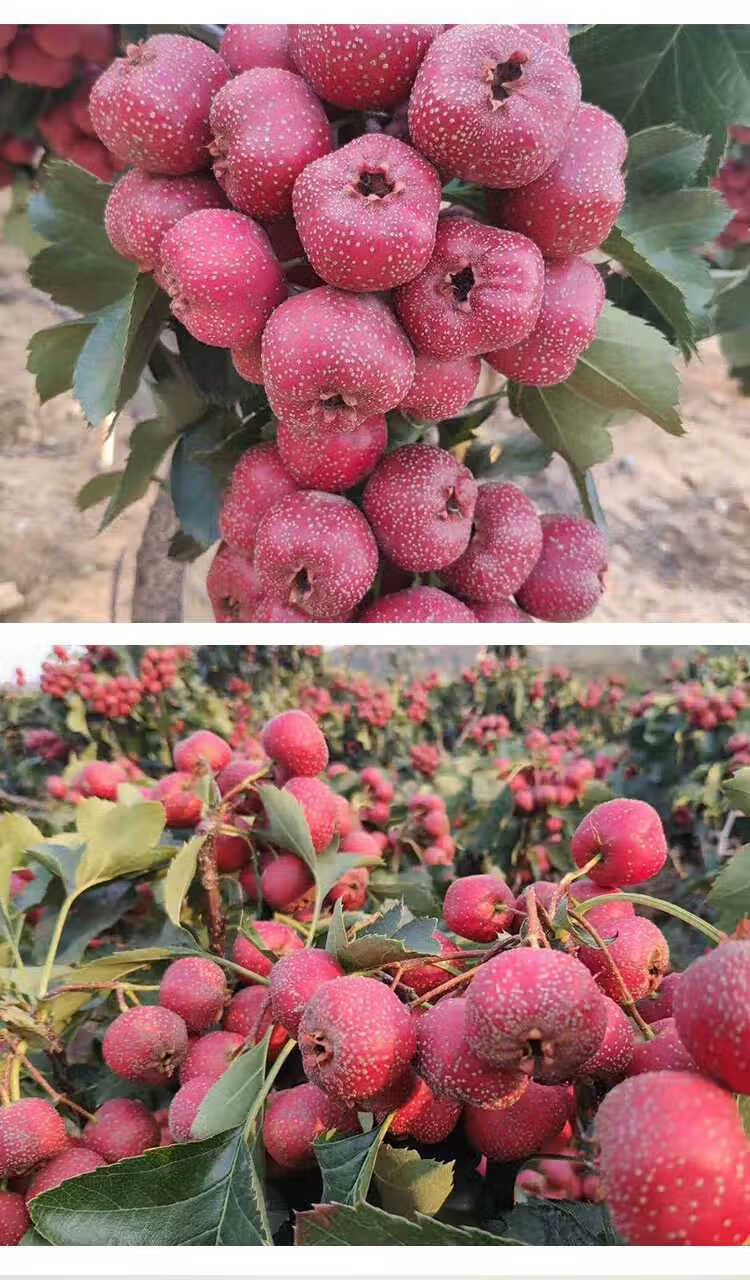 精選果蔬山楂果新鮮水果特級大果糖葫蘆原料自然成熟山裡紅果大金星大