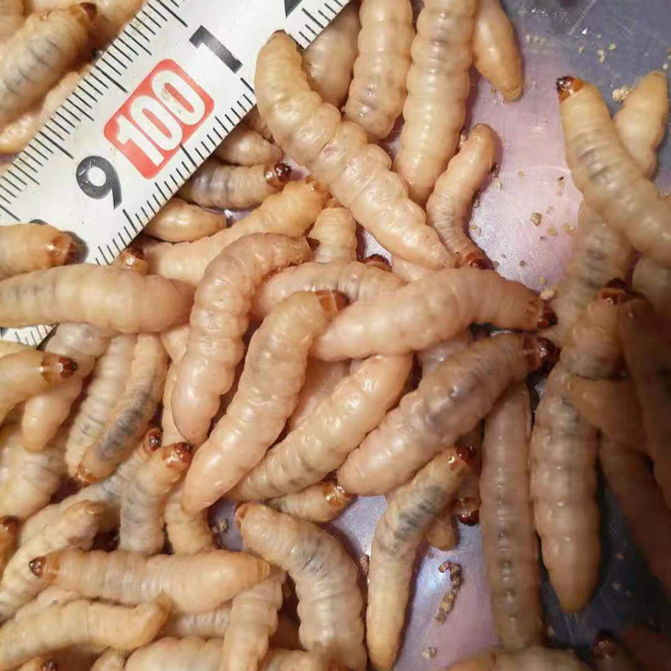 荣郁荣郁养殖厂玉米虫活体葡萄虫百灵活食蜜袋鼯变色金龙鱼高蛋白宠物