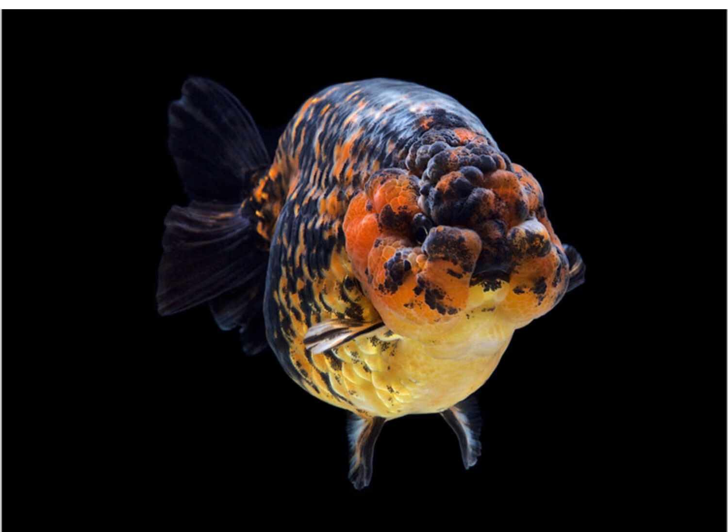 精品兰寿金鱼潘氏奶牛国粹金鱼观赏鱼包活好养兰寿活鱼苗水墨玉兔 7-8