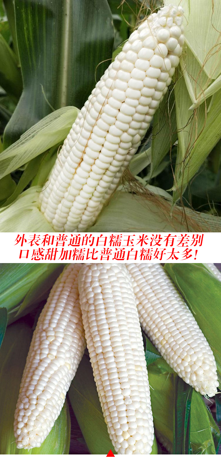 白珍珠超甜水果玉米种子甜糯玉米种籽春夏季四季高产大田白珍珠超甜