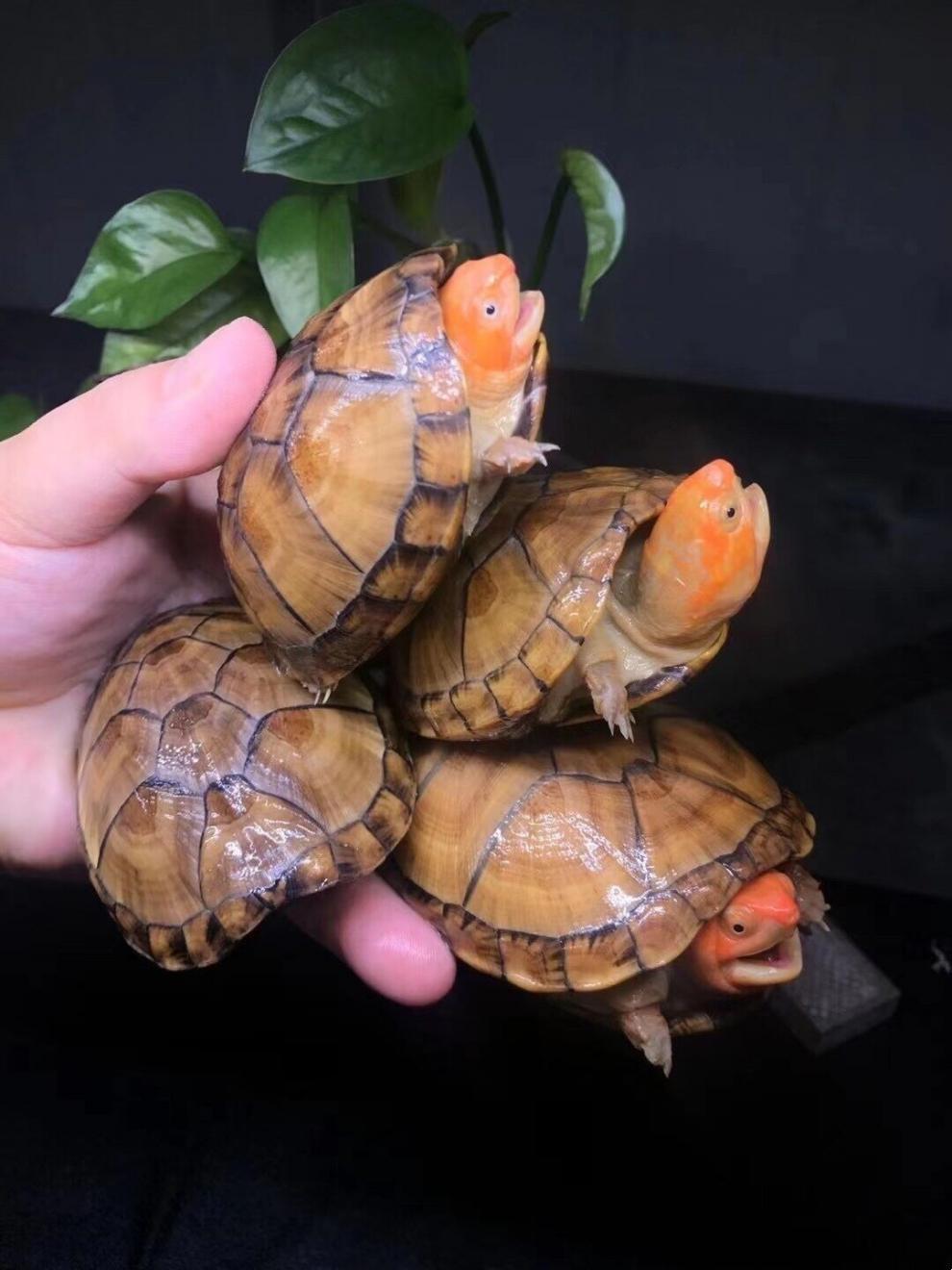 荣郁 红面蛋龟活体国产红面苗子成体深水观赏宠物易养互动红面蛋龟 3