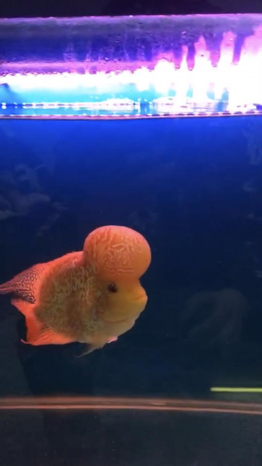 楠苑秋颖泰国进口罗汉鱼苗古典金花活体鸿运退沙亚成火凤凰德萨爆头