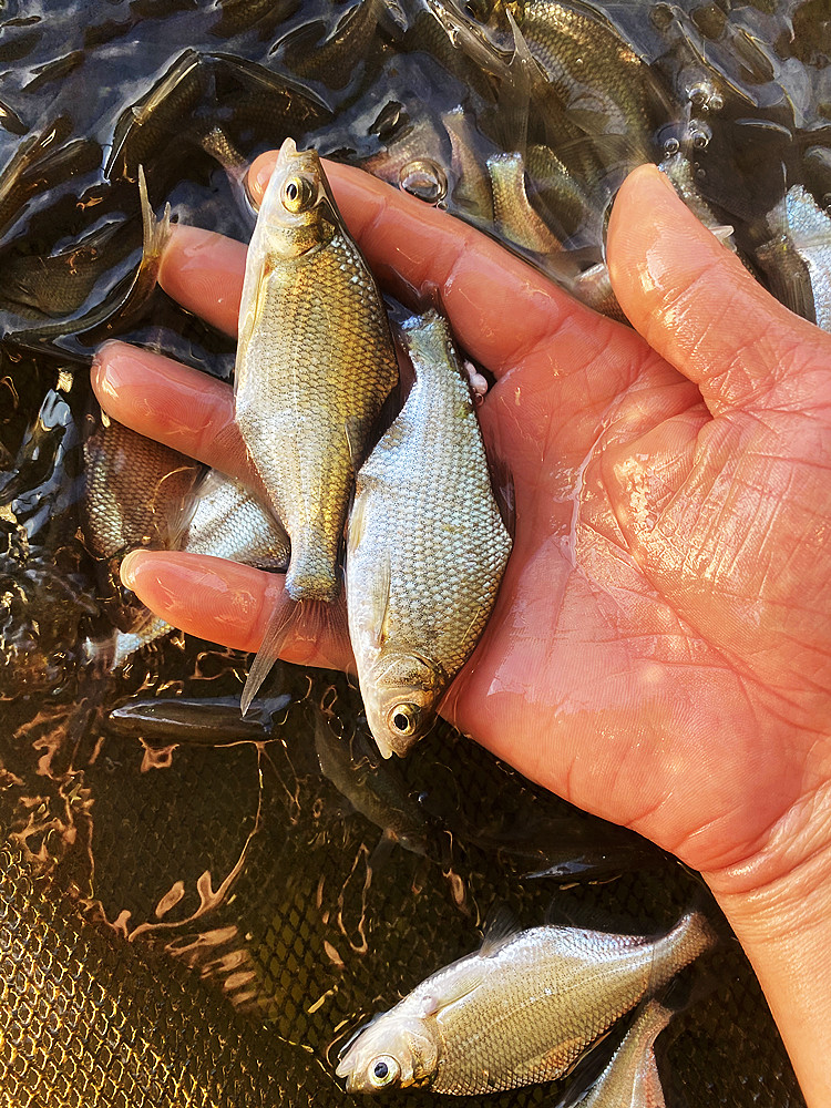 荣郁淡水鳊鱼苗活体三角鲂鱼团头鲂鱼三角边鱼沙边鱼养殖冷水300条