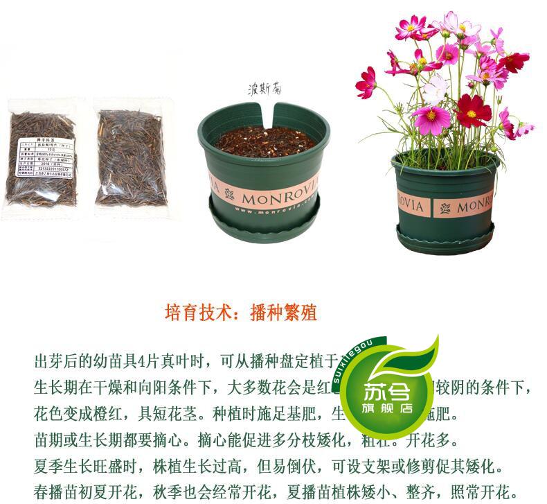 种籽 格桑花种子 波斯菊花种 草花种子 矮杆波斯菊种子 大波斯菊种子