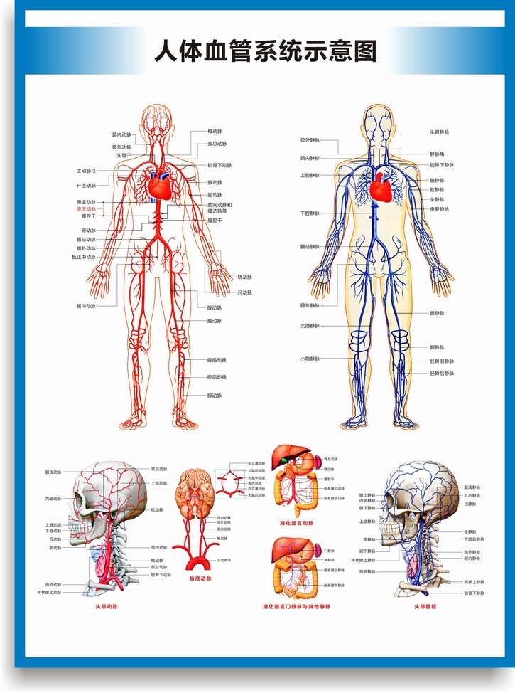动脉静脉血管图血管系统图人体血液循环系统图头部四肢血管挂图 血管
