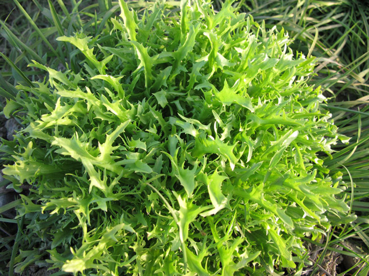 蔬菜种孑苦苣种子碎叶菊苣苦菊牛奶菜种籽春秋冬季四季播生菜盆栽5包