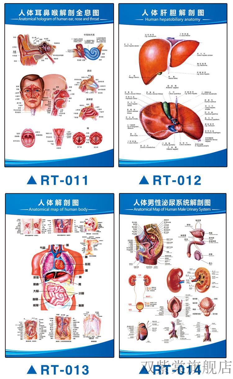 人体结构肌肉挂图人体解剖图结构示意图人体内脏器官骨骼肌肉构造挂图