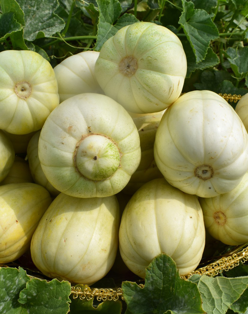 (顺丰速运/头茬白梨脆香瓜)内蒙古五原县头茬新鲜时令水果白梨脆香瓜