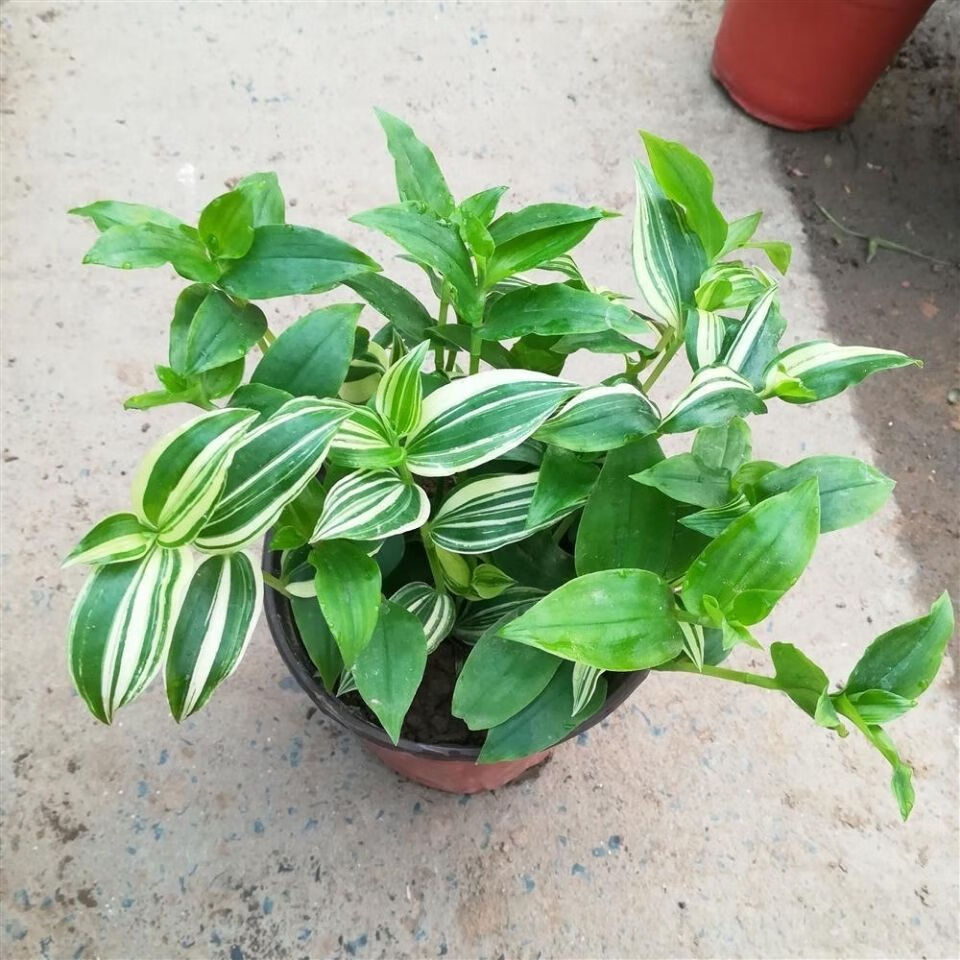 芊阙轻奢芊阙青吊兰吊竹梅吊兰紫罗兰吊兰油画吊兰婚纱吊兰抖音sn6152