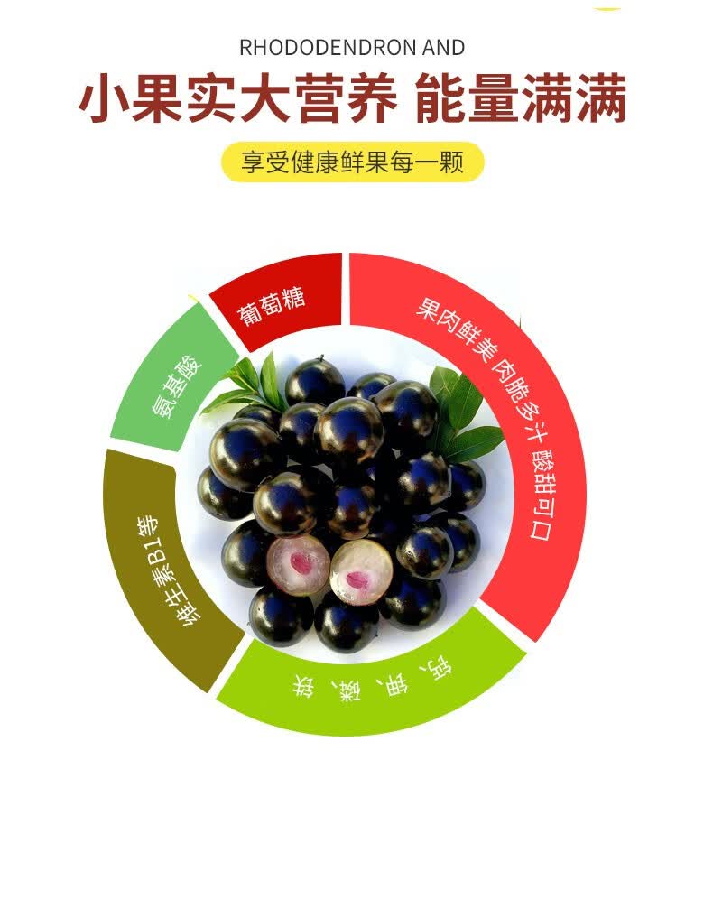顺丰空运阳光嘉宝果3斤净重鲜果现摘漳州大果树葡萄新鲜孕妇稀有罕见