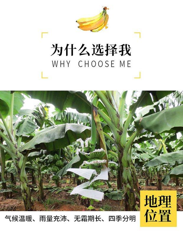 精选广西土香蕉新鲜香蕉芝麻蕉banana清甜味青蕉无催熟剂5斤香蕉