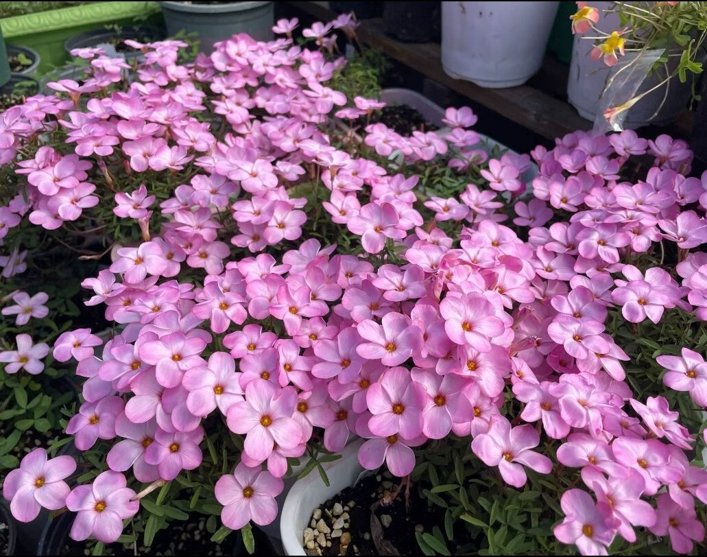 轻奢芊阙酢浆草早花系列球双色冰淇淋羞月幸运草阳台花卉寒三叶新手好