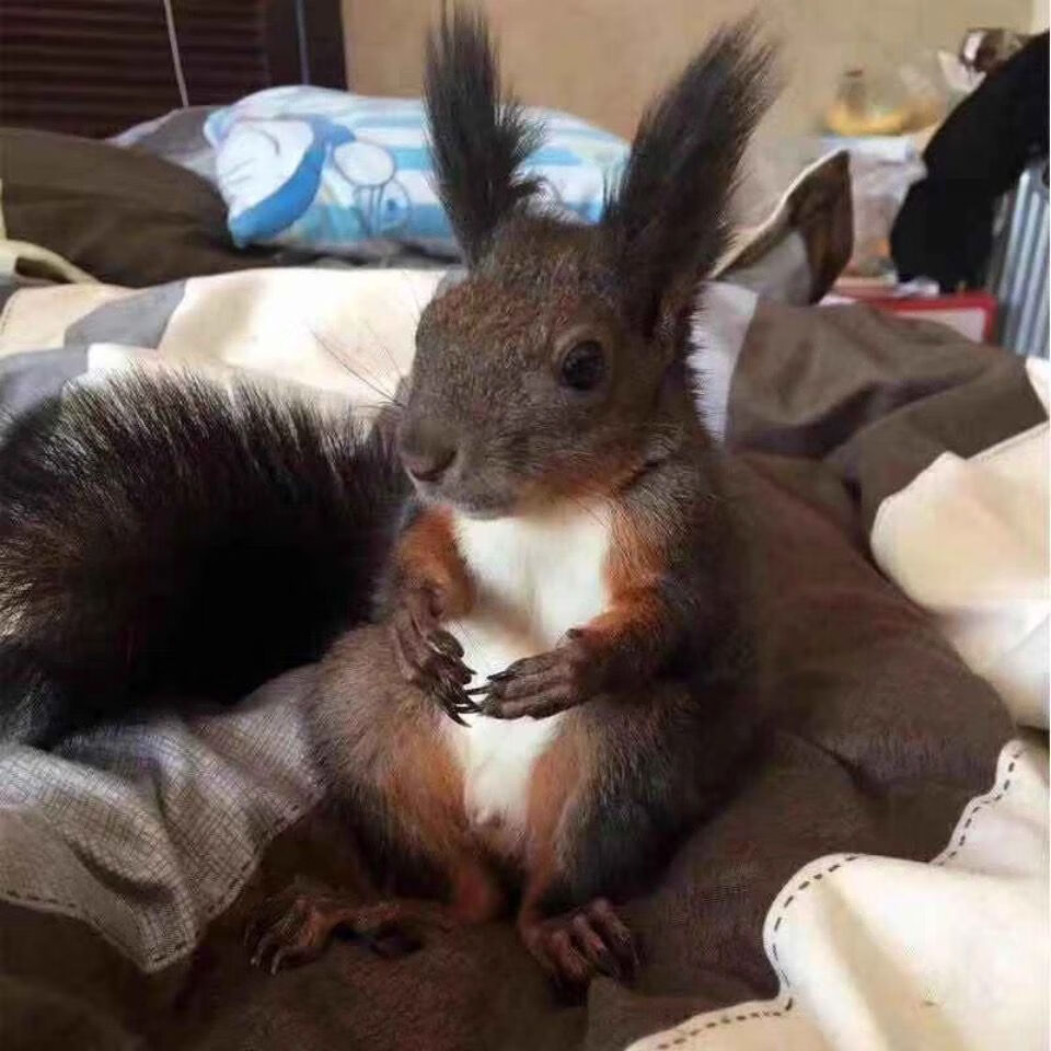 魔王雪地金花松鼠花鼠幼崽活体宠物粮食疫苗齐全很小鹿金花亚成