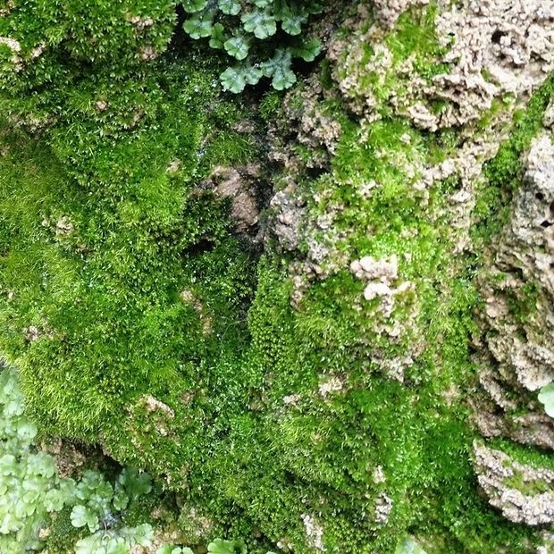 【精品绿植】吸水石上水石苔藓种子孢子粉盆景青苔植物花草装饰微景观