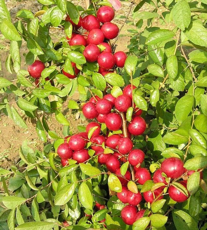 5年苗当年结果耐寒耐旱钙果树苗给孩子高钙黄钙果3年苗111cm含140cm含