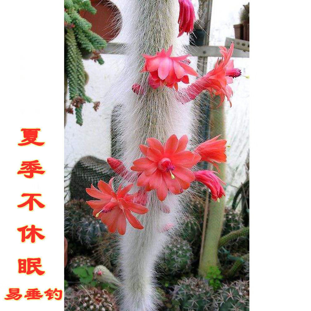 轻奢九尾狐多肉植物长毛仙人柱稀有室内阳台花卉盆栽净化空气除甲醛抖