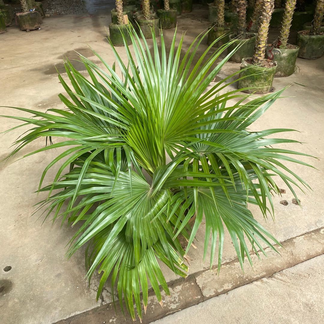 送货上门蒲葵盆栽大叶葵伞大型室内外家居走廊庭院绿植净化空气除甲醛