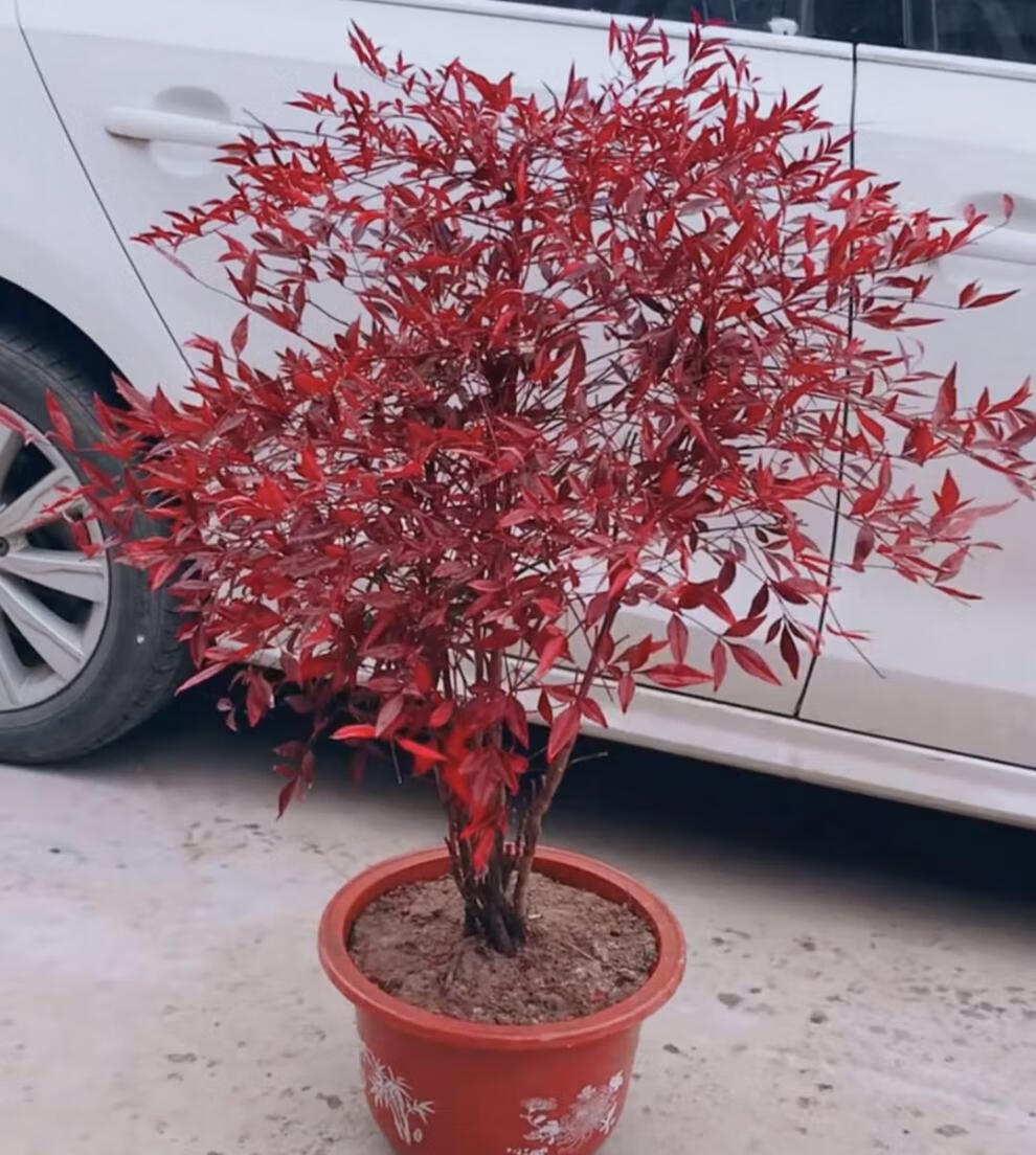 南天竹树苗南天竹盆景盆栽火焰红天竺蓝天竹耐寒植物庭院绿化苗丛生80