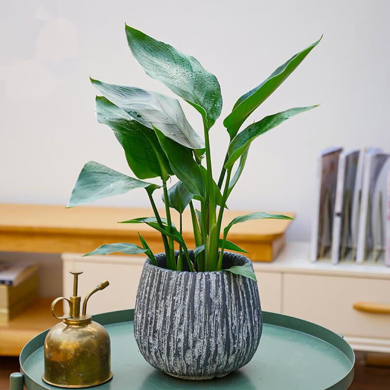 精选现发尼古拉鹤望兰天堂鸟盆栽办公室内净化空气绿植花卉客厅大型