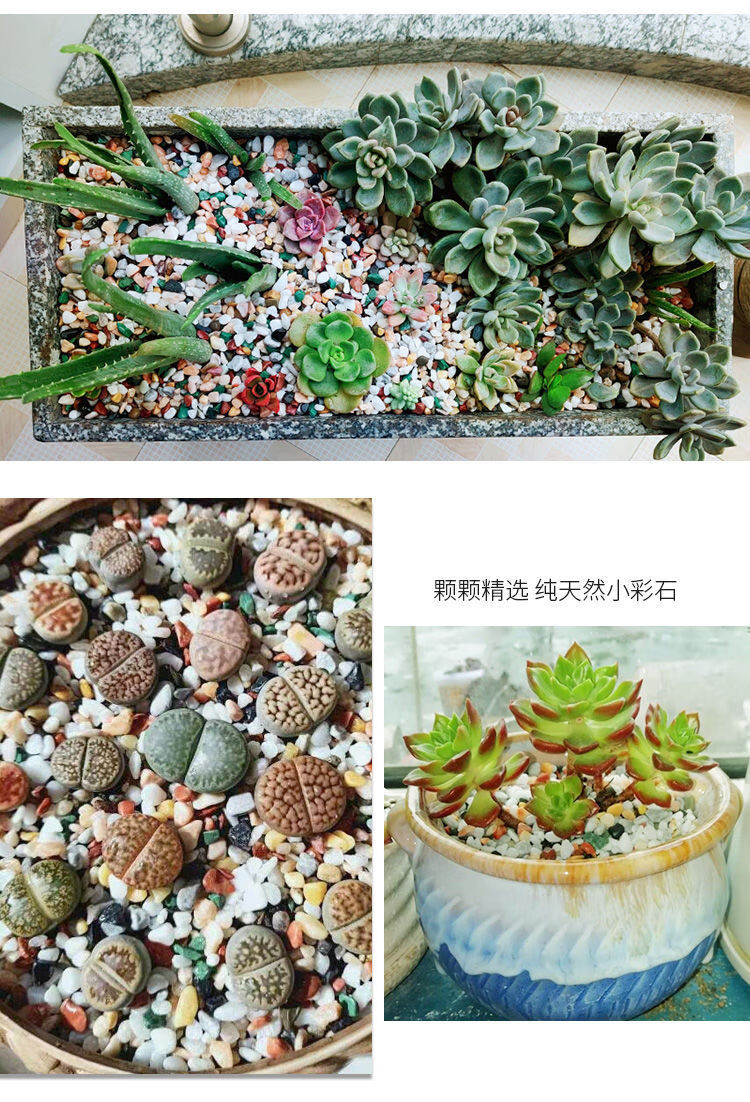 装饰彩石头子多肉铺面水培植物铺底五彩石浩驰天然五彩812mm花生米大5
