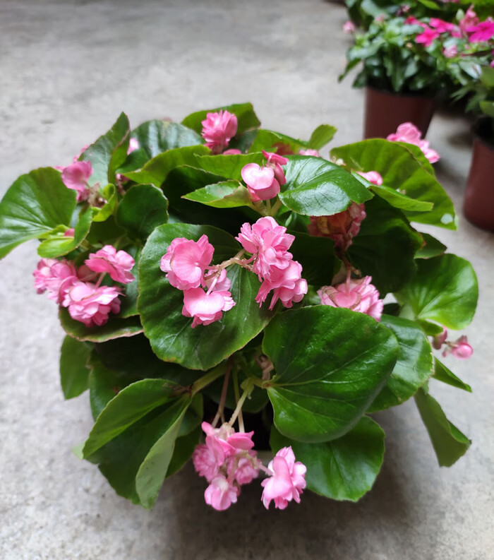 大花四季海棠盆栽带花玻璃翠大叶秋海棠花阳台庭院地栽景观花 四季