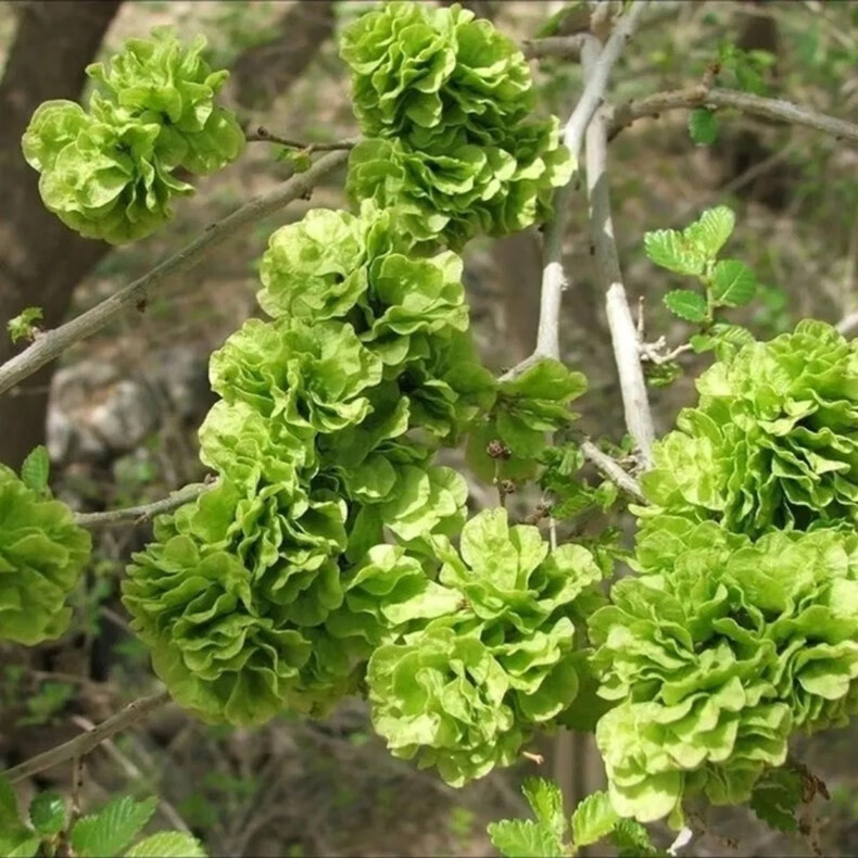 顺丰速运新鲜榆钱2022年新鲜榆钱儿榆串人工采摘窝窝头菜1斤现摘速发