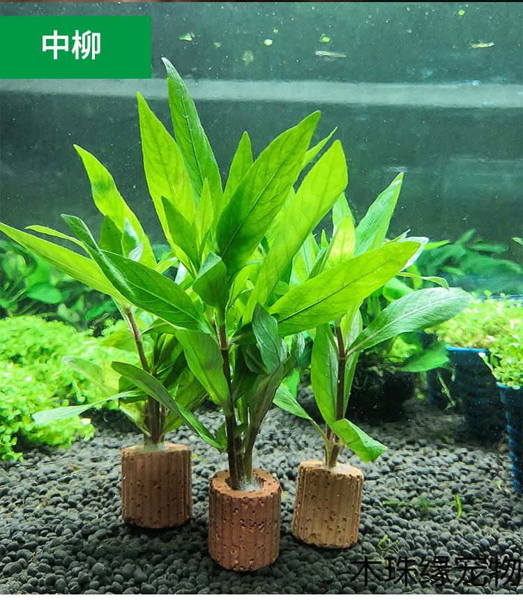 定植水草造景懒人新手入门级净化水质的水草活体米白色绿波定植株3个