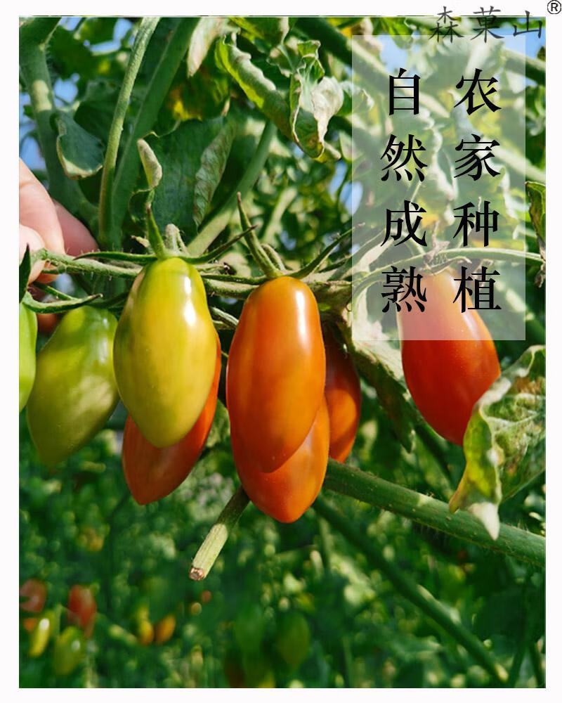 顺丰丹东花生小柿子辽宁特产409小柿子圣女果小番茄花生柿子孕妇新鲜