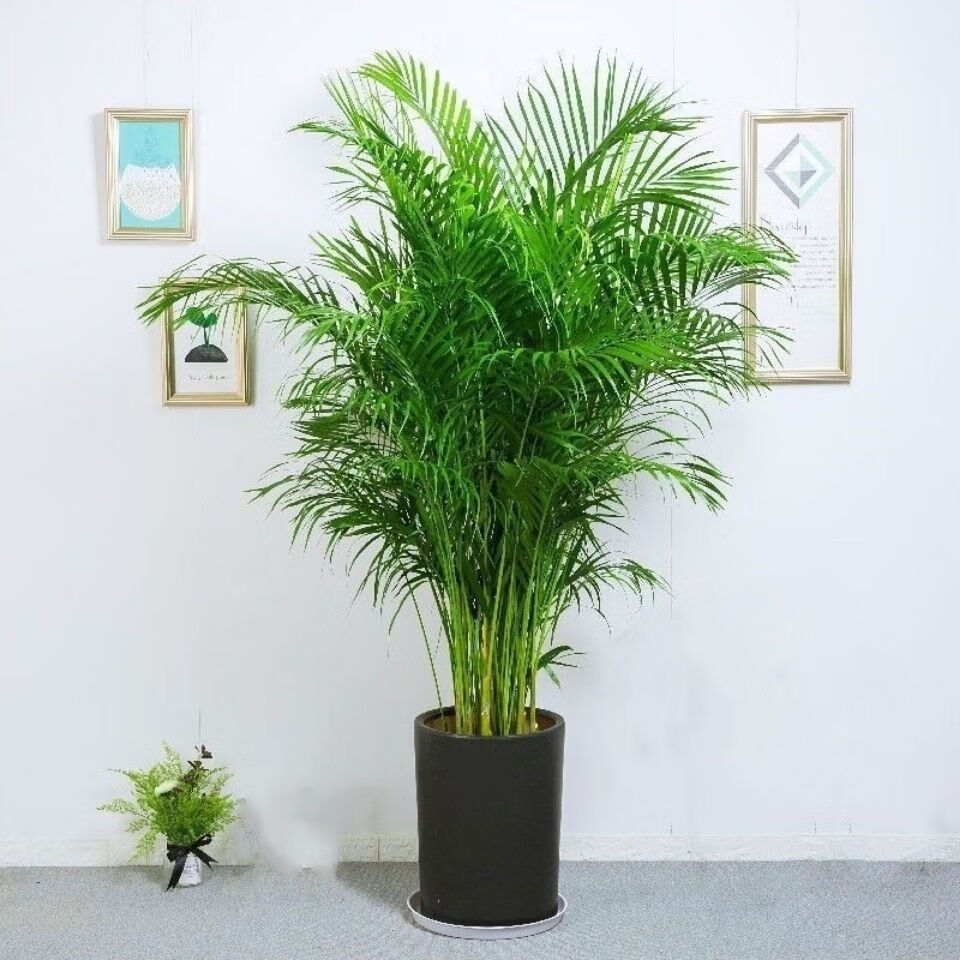 精选现发散尾葵盆栽大型绿植凤尾竹袖珍椰子客厅办公室内吸植物四季青