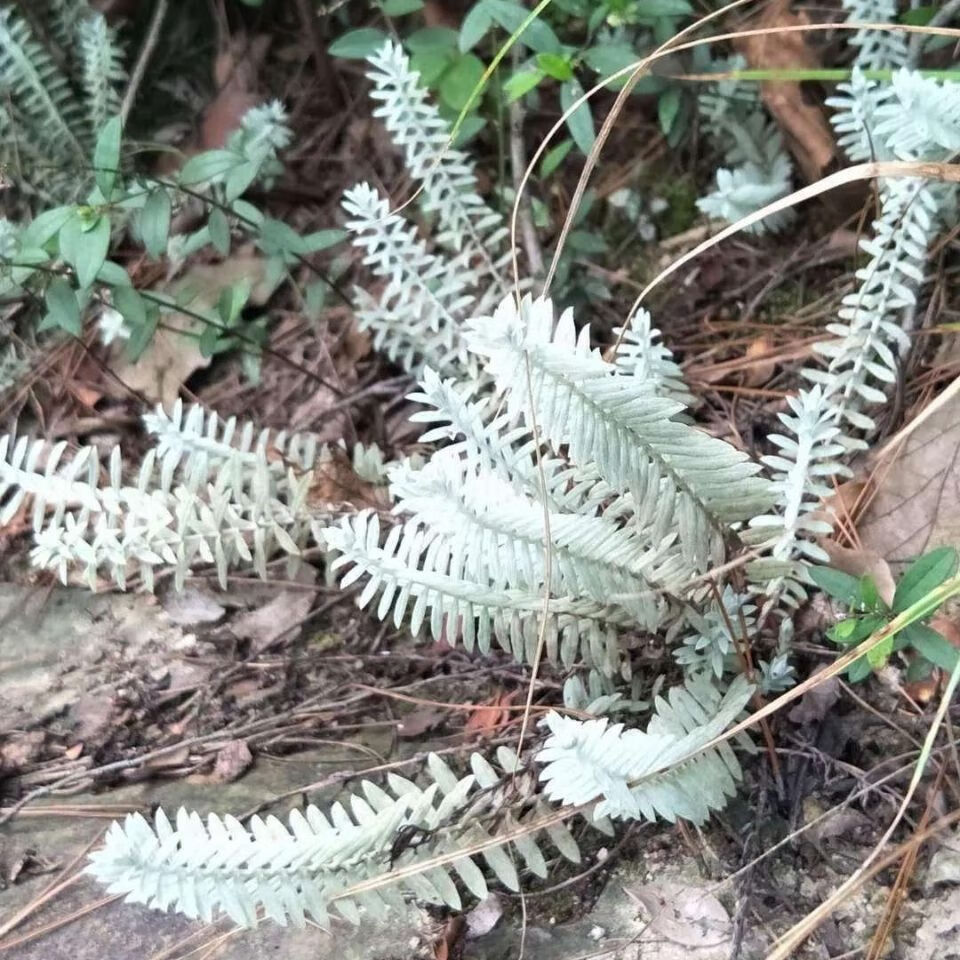 中藥原材料 鹿茸草 六月霜 千年艾 千重塔 白龍骨 乾貨 150克【圖片