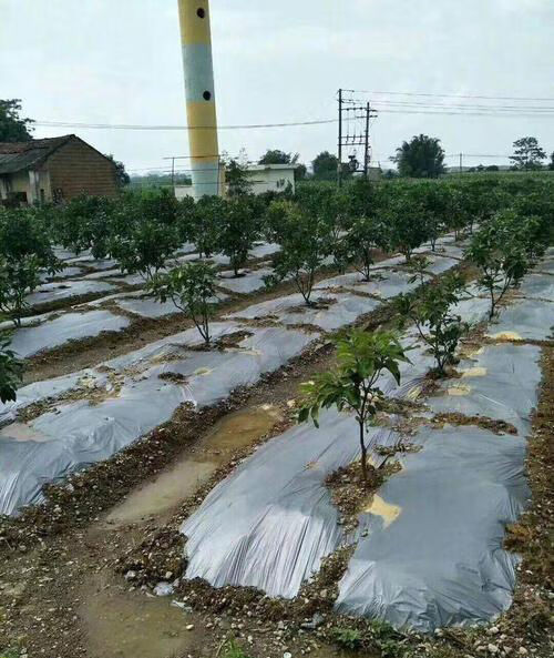 地膜农用银黑双色反光地膜加厚反光地膜覆盖除草宝石塑料薄膜驰爵chi