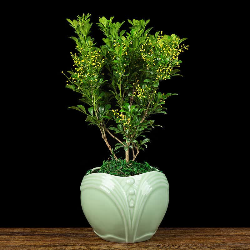 米兰花盆栽室外阳台喜阳植物四季青开花不断芳香四溢花卉 米兰(富贵