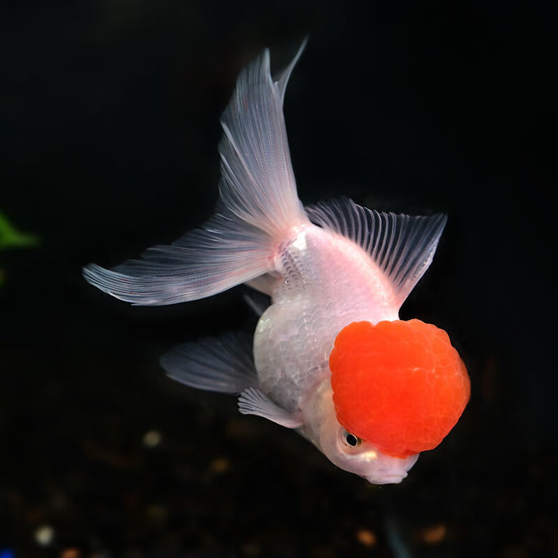 【优选好物】冷水观赏鱼金鱼活体锦鲤鱼活体观赏鱼 短尾樱花鎏金8-10