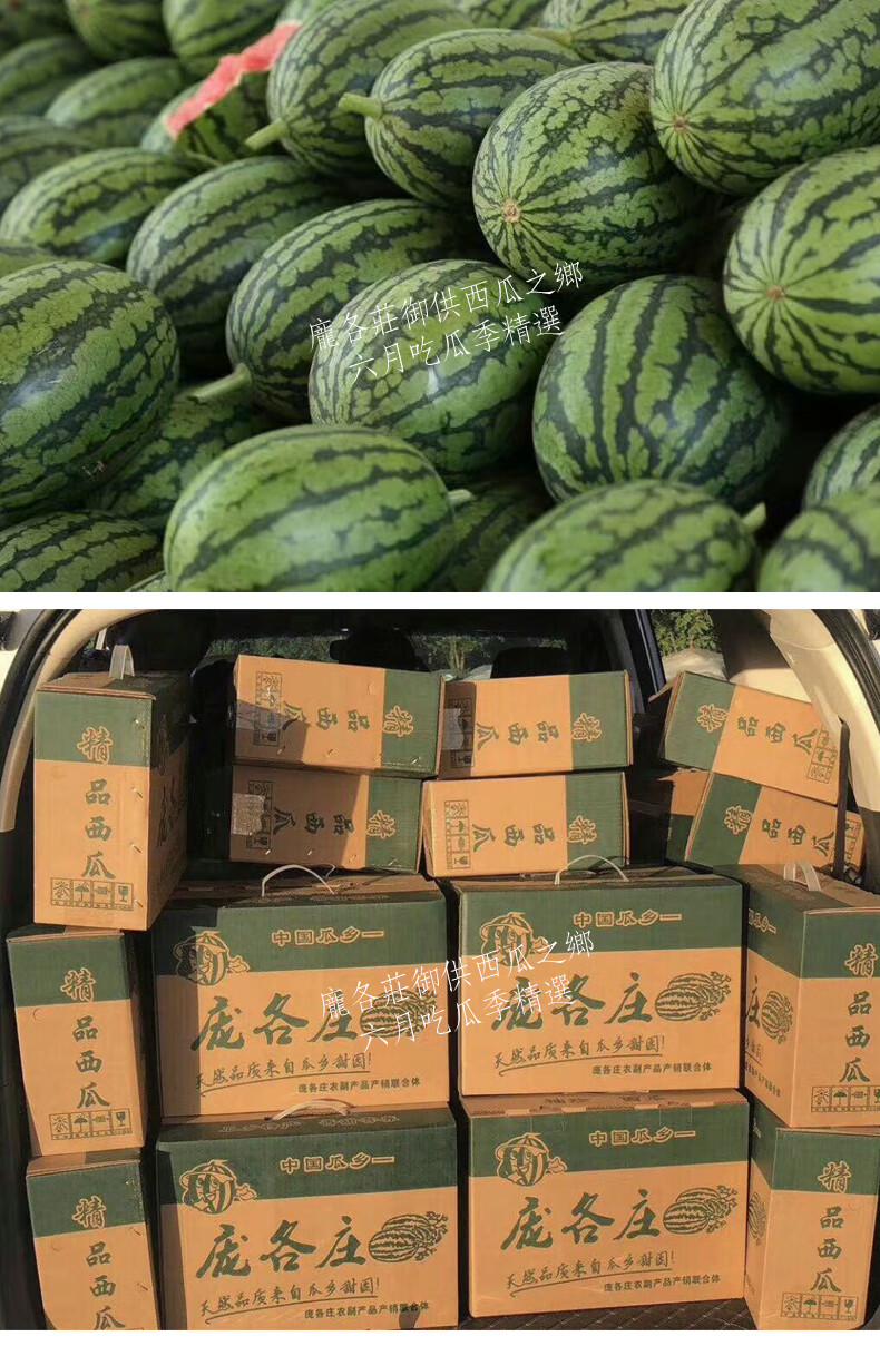 轻恋jd顺丰多地隔日达北京庞各庄西瓜袖珍小西瓜正宗自然熟剥皮西瓜4
