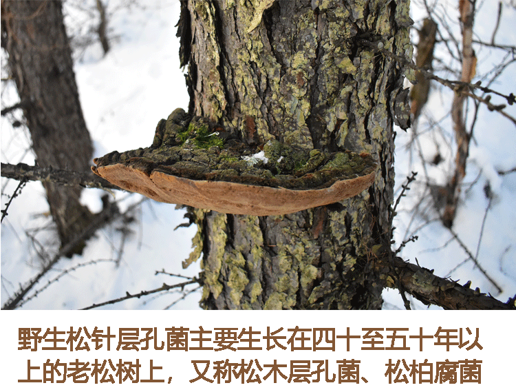 内廷上用松针层孔菌野生长白山松木层孔菌松树桑黄灵芝整枝切片林芝