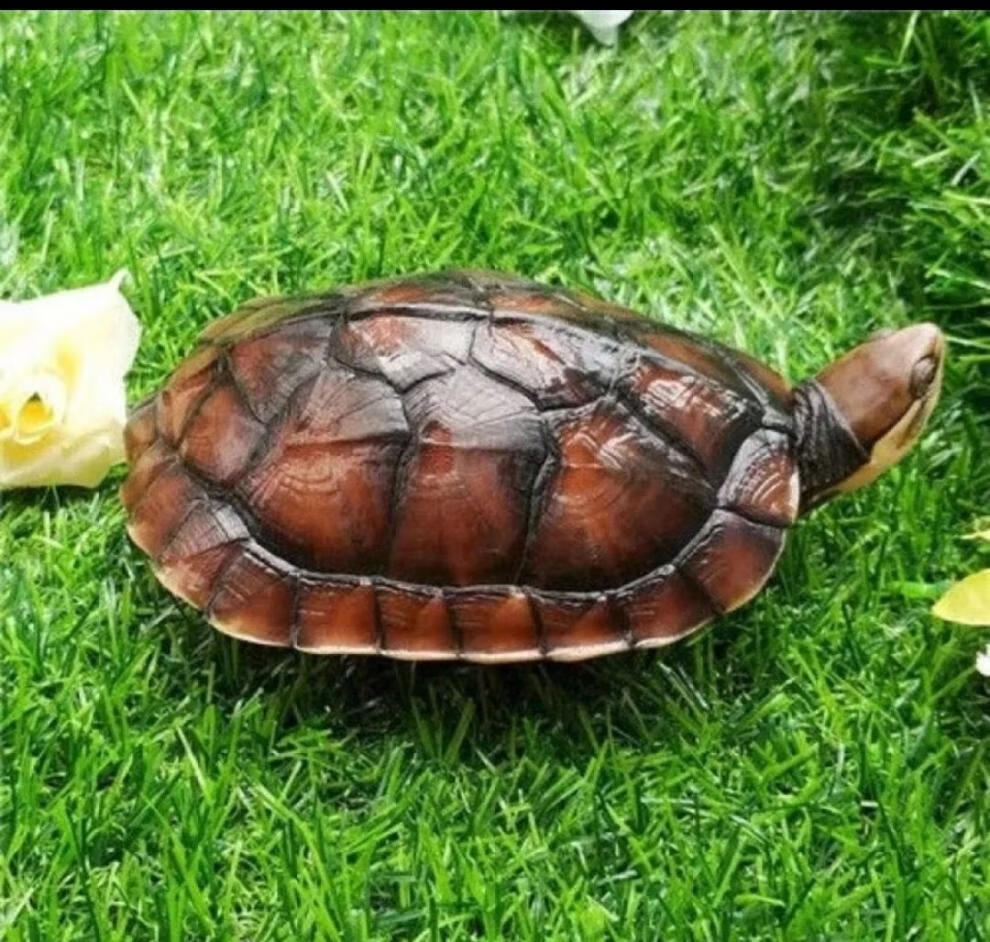 cmcm金钱幼龟活体纯种中华一对苏北金线龟南石金钱宠物龟活物 5-6厘米