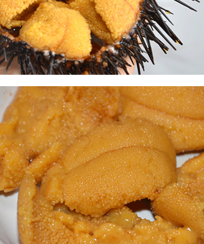 乐食港 【活鲜】 鲜活大连黄海胆 紫胆 马胆 海鲜水产海胆 活黄胆2.