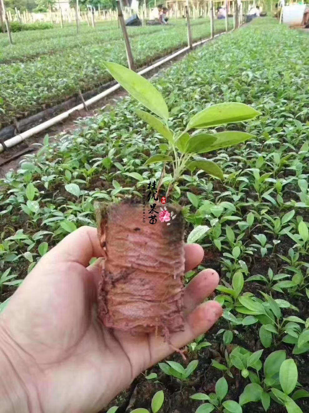 土茯苓種子種苗冷飯糰硬飯頭紅土苓營養袋苗帶泥南北種植土茯苓營養袋