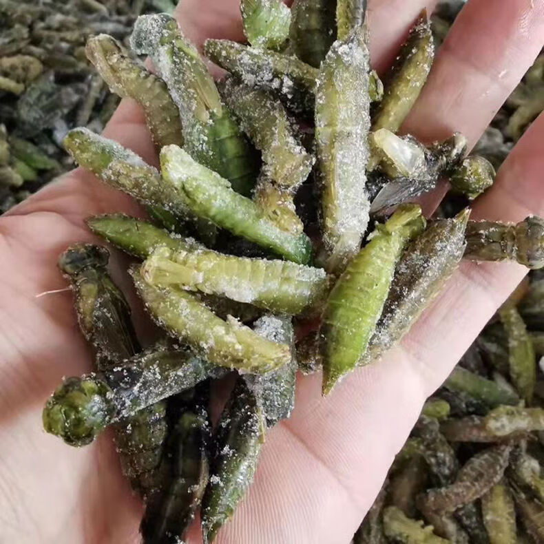 有仁堂水蜻蜓长形蜻蜓长体水蜻蜓食用昆虫冷冻蜻蜓蛹