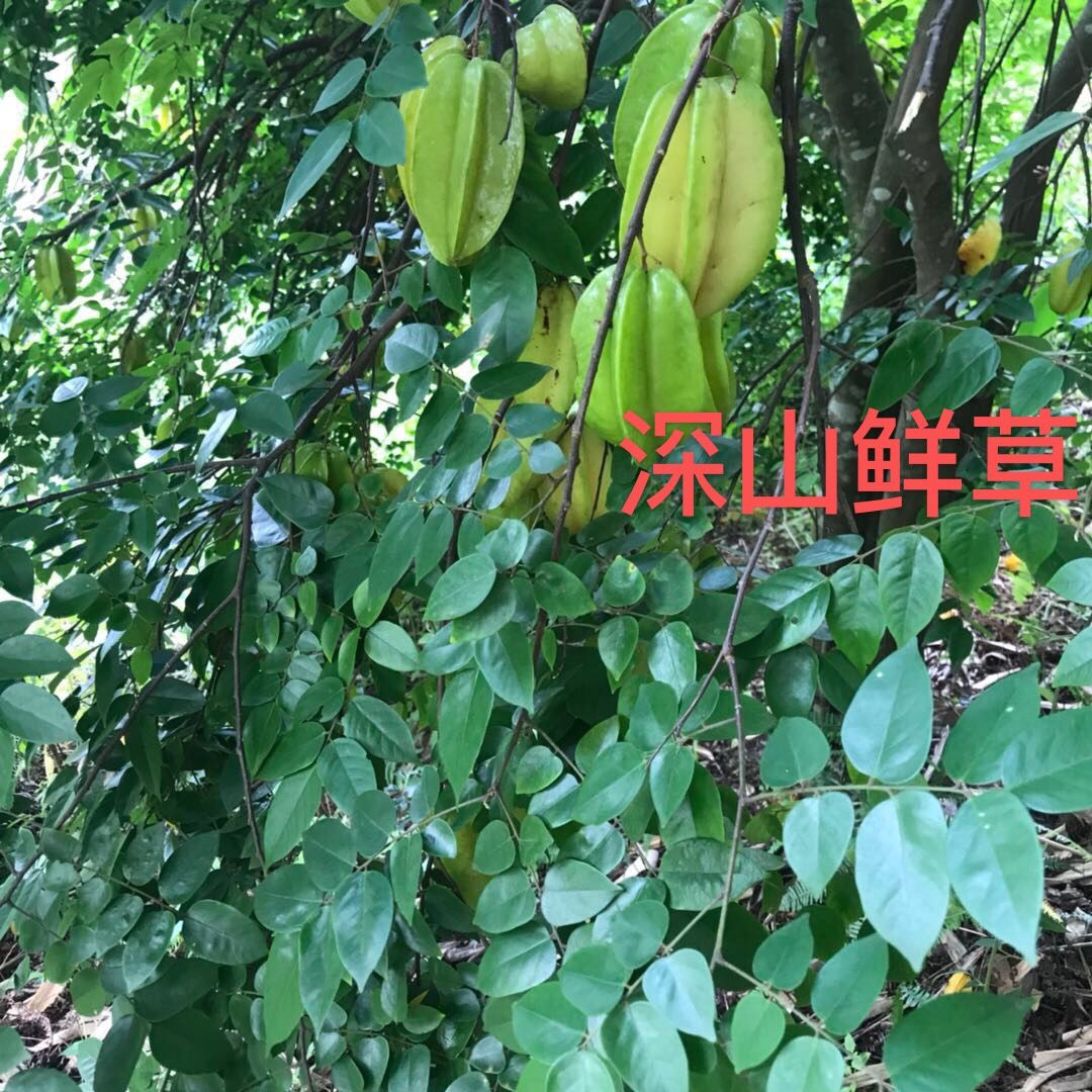 正宗酸杨桃树根 野生新鲜酸杨桃根 酸五敛子根 现挖500克 杨桃根康中