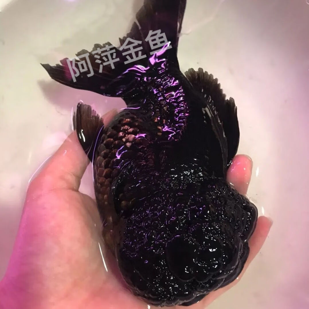 精品纯黑狮子头金鱼活体观赏鱼水族宠物国狮冷淡水鱼招财国粹包活 2条