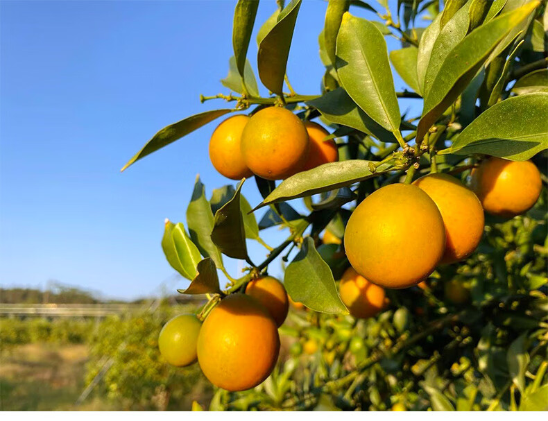 礼盒装脆蜜金柑第三代融安金桔当季新鲜水果3斤大果礼盒装