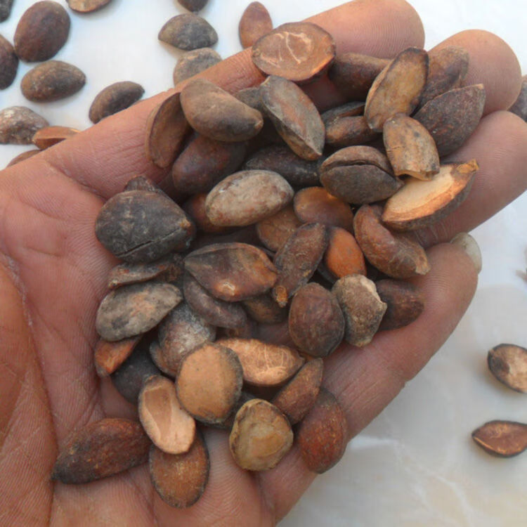 堂】有仁堂 中药材新货枇杷籽枇杷子琵琶子枇杷果枇杷核枇杷子北京