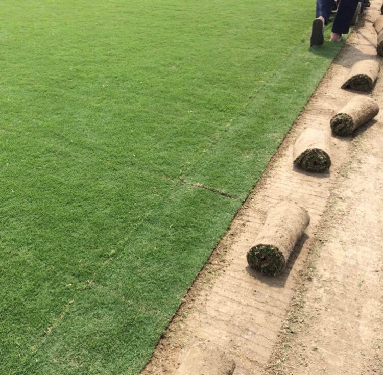 进口草坪种子 庭院别墅绿化草籽草种子耐践踏常青 进口果岭草种子1000