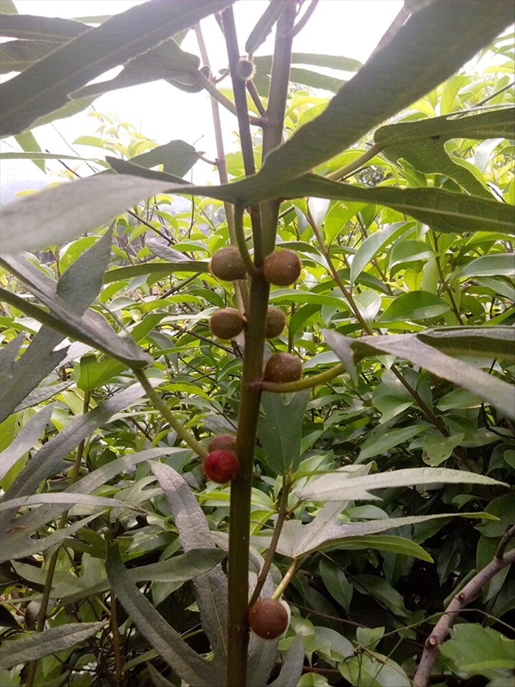 花姬莱芮五指毛桃种苗种子土黄芪靓汤香料原始品种味更香正五指一棵不