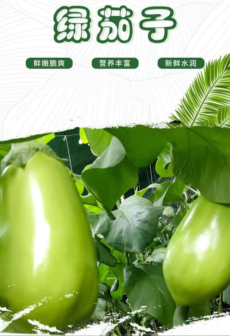 东北特产大绿茄子农家自种新鲜现货绿皮茄子生吃青茄蔬菜5斤