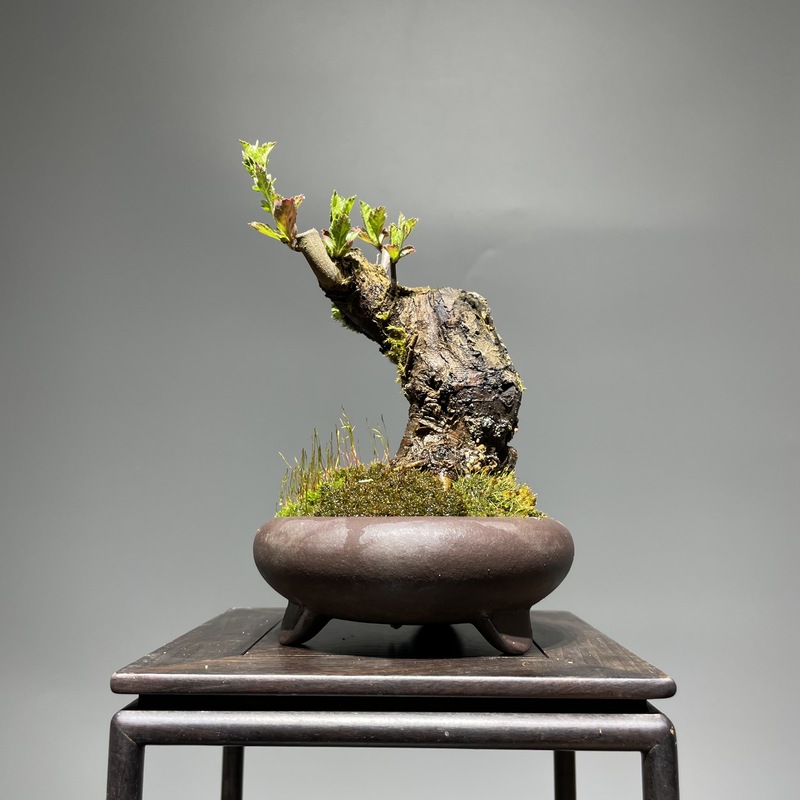 山楂老桩盆景山里红盆栽室内外观花观果植物花卉带盆 1号 带盆栽好